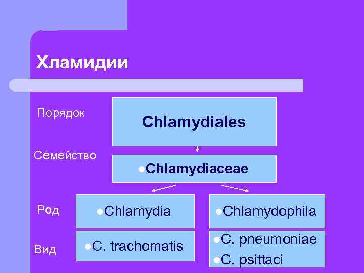 Хламидии Порядок    Chlamydiales Семейство   l. Chlamydiaceae  Род 