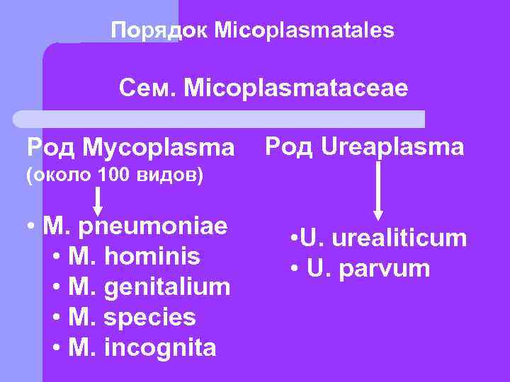   Порядок Micoplasmatales   Сем. Micoplasmataceae Род Mycoplasma Род Ureaplasma (около 100