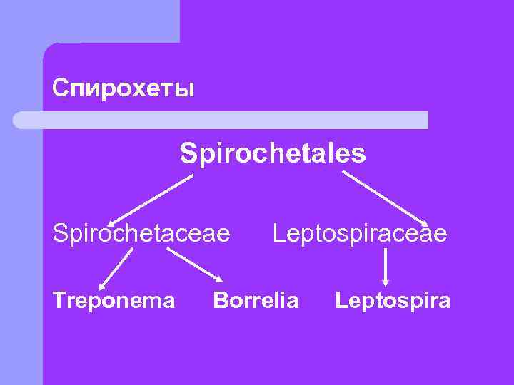 Спирохеты   Spirochetales Spirochetaceae Leptospiraceae Treponema Borrelia  Leptospira 