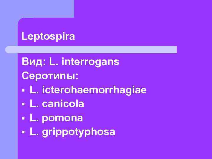 Leptospira Вид: L. interrogans Серотипы: § L. icterohaemorrhagiae § L. canicola § L. pomona