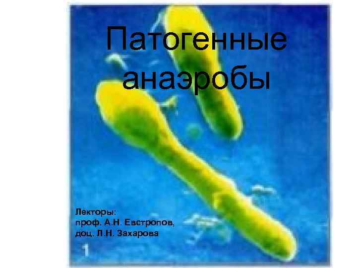  Патогенные  анаэробы  Лекторы: проф. А. Н. Евстропов, доц. Л. Н. Захарова