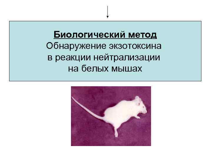  Биологический метод Обнаружение экзотоксина в реакции нейтрализации на белых мышах 