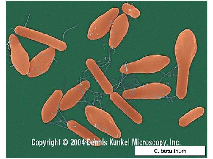 C. botulinum 
