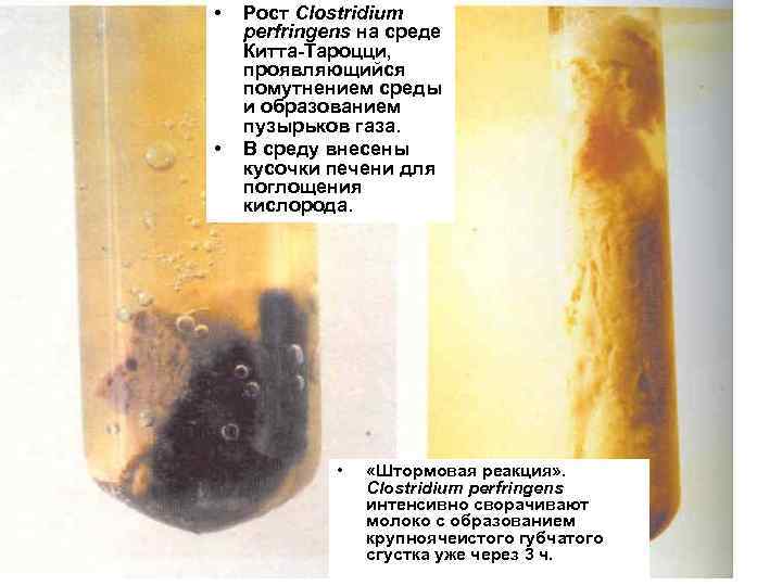  •  Рост Clostridium perfringens на среде Китта-Тароцци, проявляющийся помутнением среды и образованием