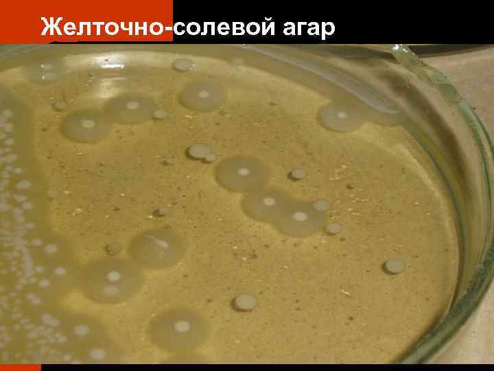 Желточно-солевой агар 