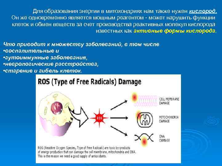    Для образования энергии в митохондриях нам также нужен кислород.  Он