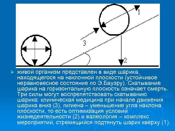 Ø  живой организм представлен в виде шарика, находящегося на наклонной плоскости (устойчивое неравновесное