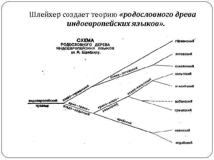 Шлейхер создает теорию «родословного древа индоевропейских языков» . Шлейхер создает теорию «родословного древа индоевропейских языков» .