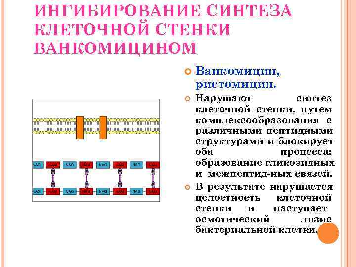 Антибиотики нарушающие синтез микробной стенки во время митоза