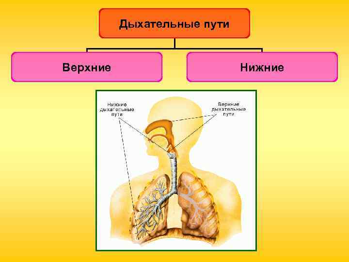 Дыхательные пути Верхние Нижние Дыхательные пути Верхние Нижние