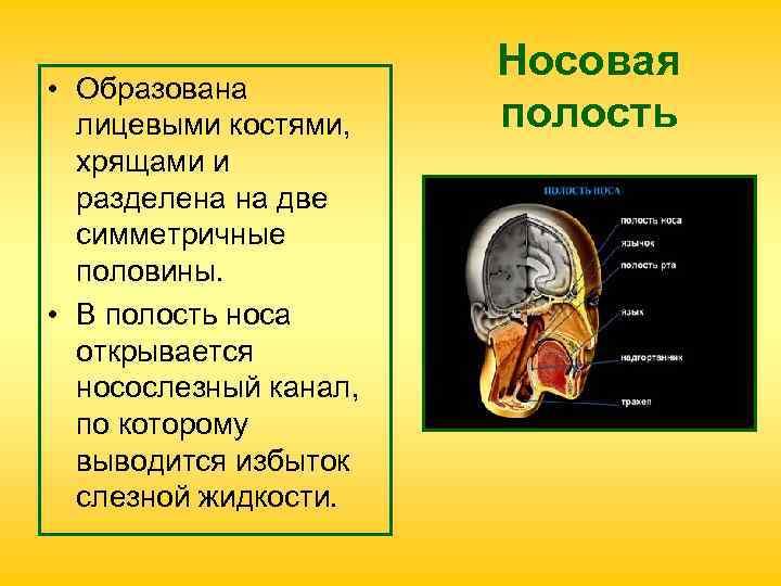 Носовая • Образована лицевыми костями, полость хрящами и Носовая • Образована лицевыми костями, полость хрящами и