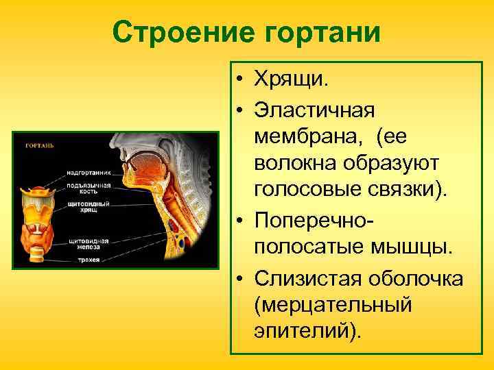 Строение гортани • Хрящи. • Эластичная мембрана, (ее Строение гортани • Хрящи. • Эластичная мембрана, (ее