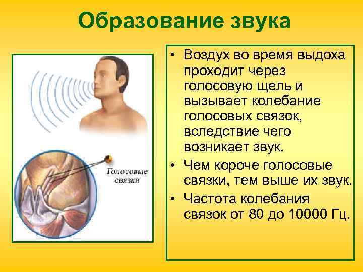 Образование звука • Воздух во время выдоха проходит через Образование звука • Воздух во время выдоха проходит через