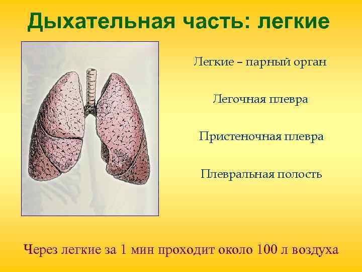 Дыхательная часть: легкие Легкие – парный орган Дыхательная часть: легкие Легкие – парный орган
