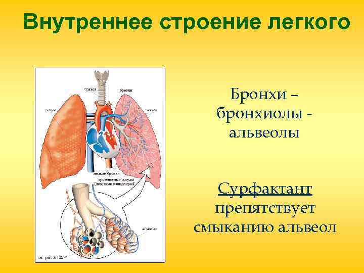 Внутреннее строение легкого Бронхи – бронхиолы - Внутреннее строение легкого Бронхи – бронхиолы -