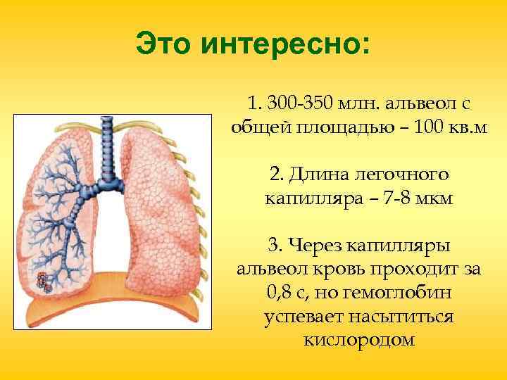 Это интересно: 1. 300 -350 млн. альвеол с общей площадью – 100 Это интересно: 1. 300 -350 млн. альвеол с общей площадью – 100