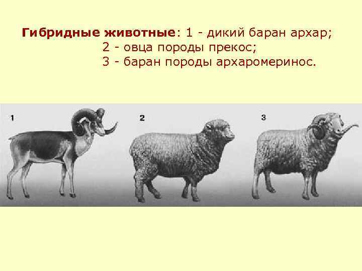 Гибридные животные: 1 - дикий баран архар;  2 - овца породы прекос; 