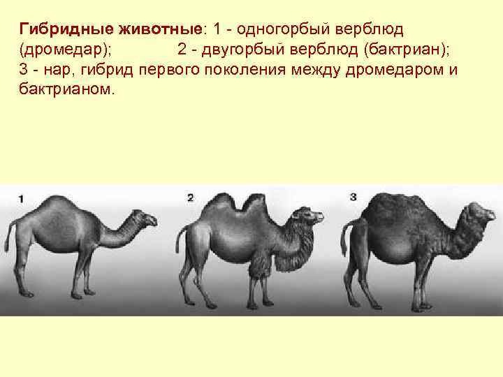 Гибридные животные: 1 - одногорбый верблюд (дромедар);   2 - двугорбый верблюд (бактриан);
