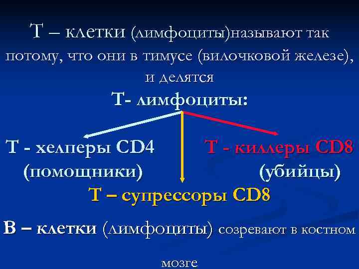   Т – клетки (лимфоциты)называют так потому, что они в тимусе (вилочковой железе),