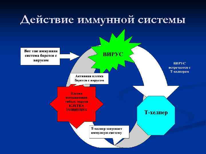 Действие иммунной системы 