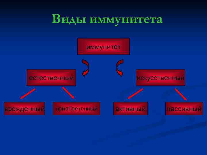    Виды иммунитета    иммунитет   естественный  