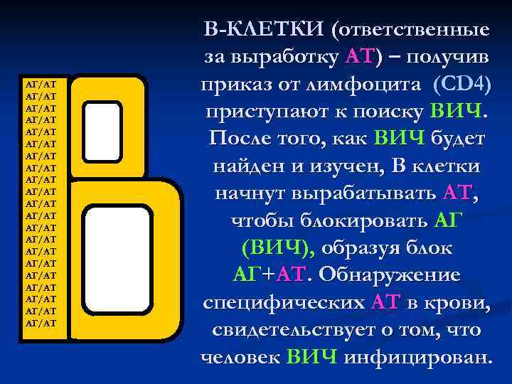   В-КЛЕТКИ (ответственные   за выработку АТ) – получив АГ/АТ  