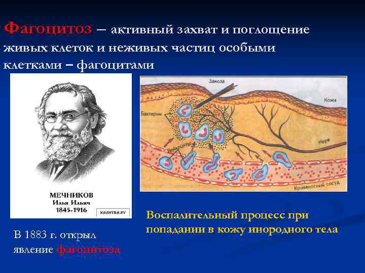 Фагоцитоз – активный захват и поглощение живых клеток и неживых частиц особыми клетками –