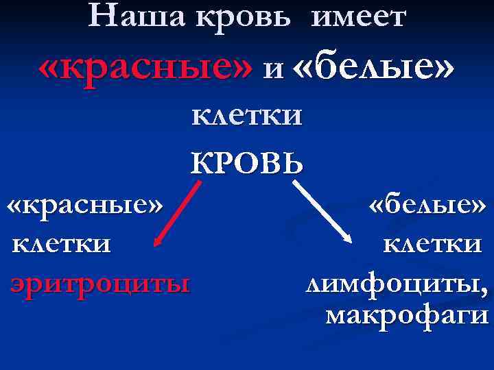   Наша кровь имеет  «красные» и «белые»   клетки  