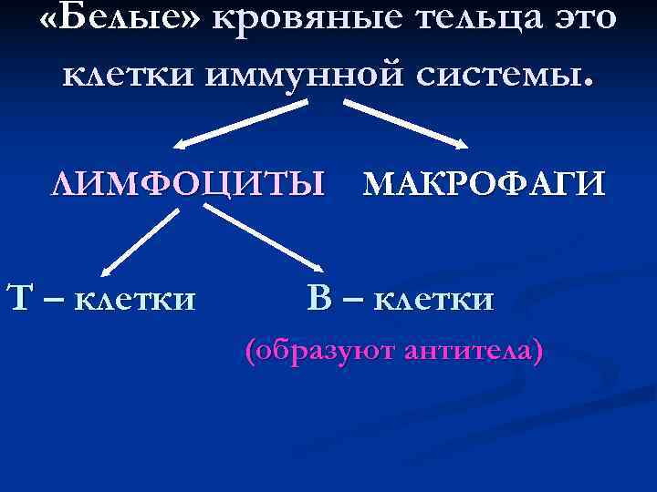  «Белые» кровяные тельца это  клетки иммунной системы. ЛИМФОЦИТЫ МАКРОФАГИ  Т –