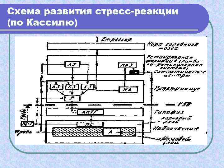 Схема развития стресс-реакции (по Кассилю) 