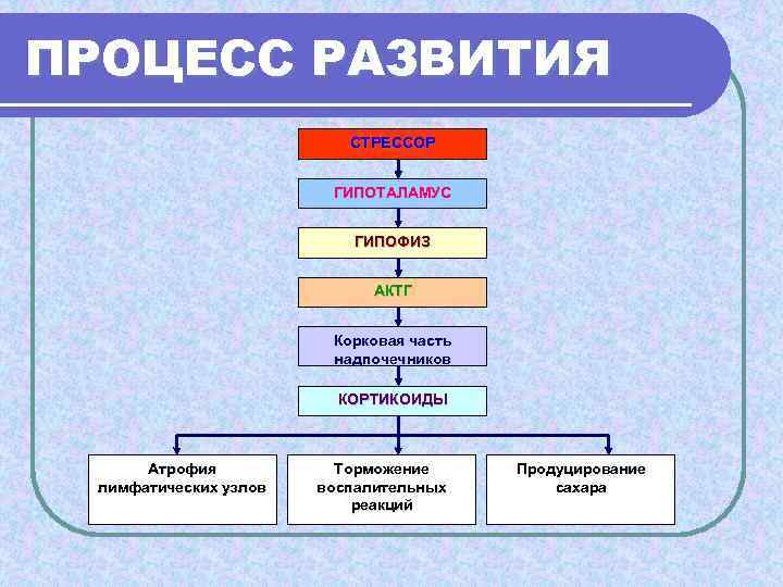 ПРОЦЕСС РАЗВИТИЯ      СТРЕССОР      ГИПОТАЛАМУС