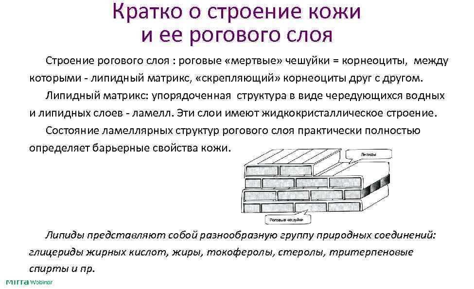    Кратко о строение кожи   и ее рогового слоя 