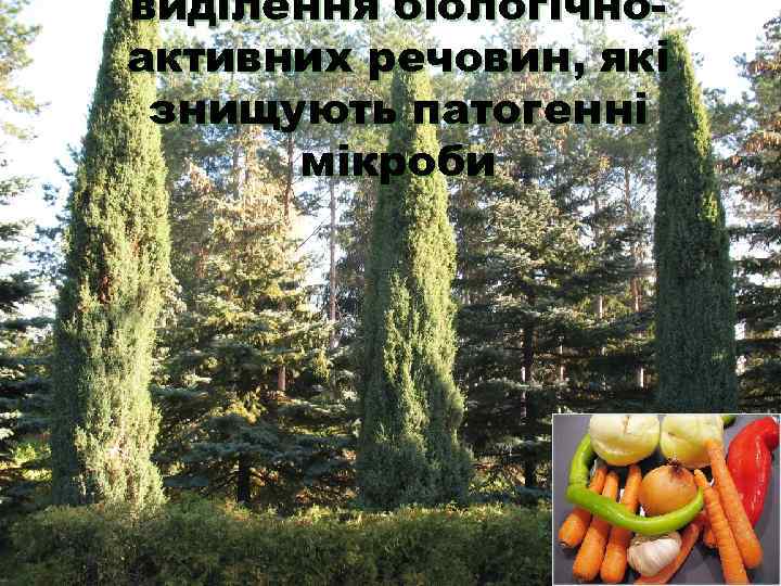 виділення біологічно- активних речовин, які знищують патогенні  мікроби 