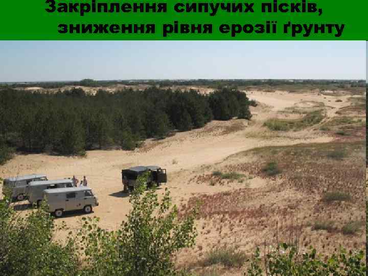 Закріплення сипучих пісків,  зниження рівня ерозії ґрунту 