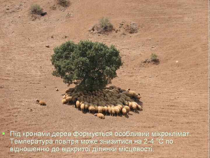 § Під кронами дерев формується особливий мікроклімат.  Температура повітря може знизитися на 2