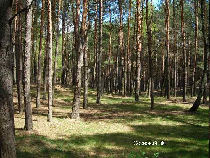 Сосновий ліс 