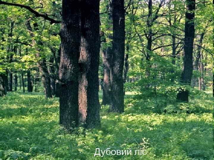 Дубовий ліс 