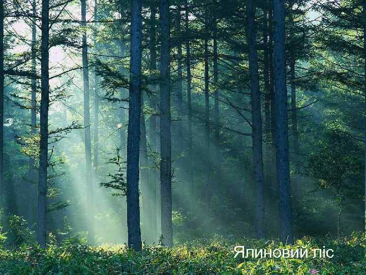 Ялиновий ліс 