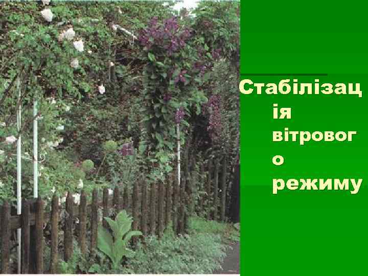 Стабілізац  ія  вітровог  о  режиму 