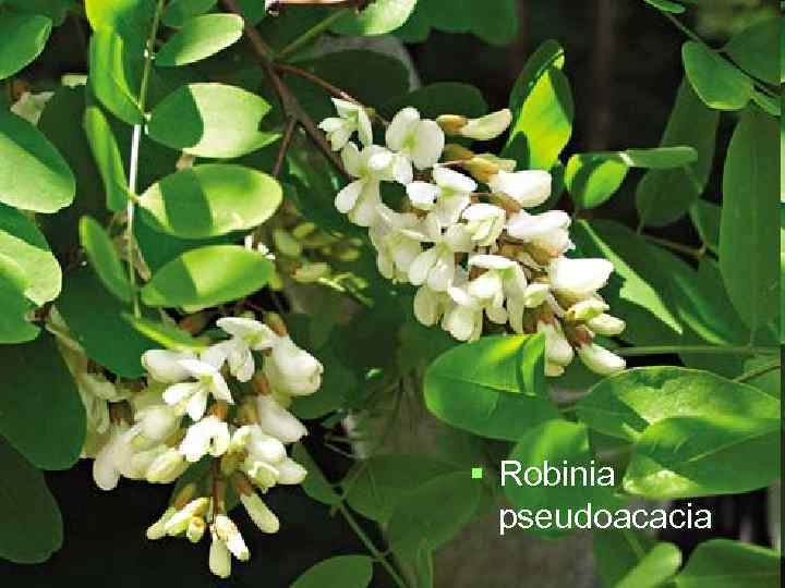 § Robinia  pseudoacacia 
