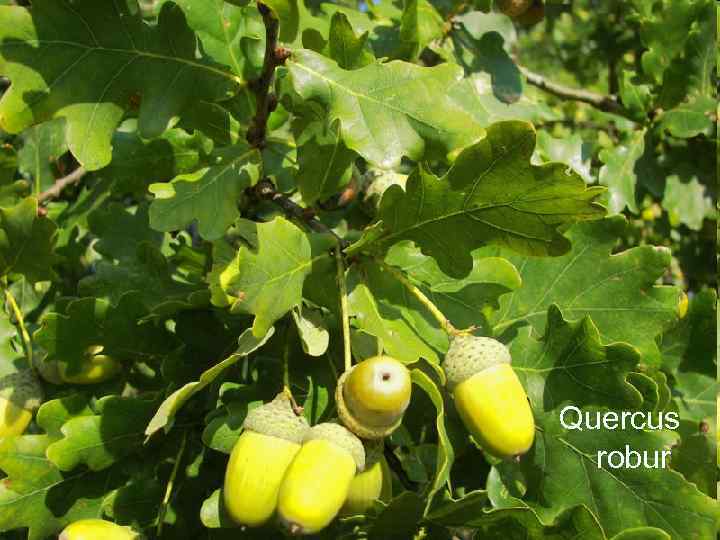 Quercus  robur 