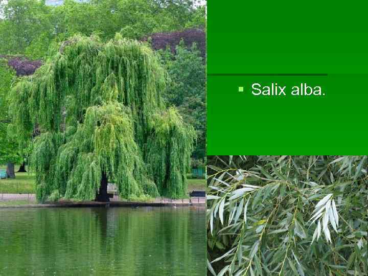 § Salix alba. 