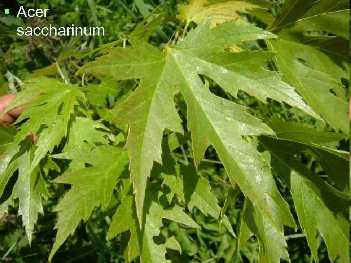 § Acer  saccharinum 