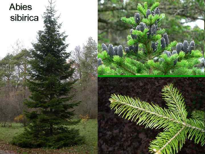 Abies sibirica 