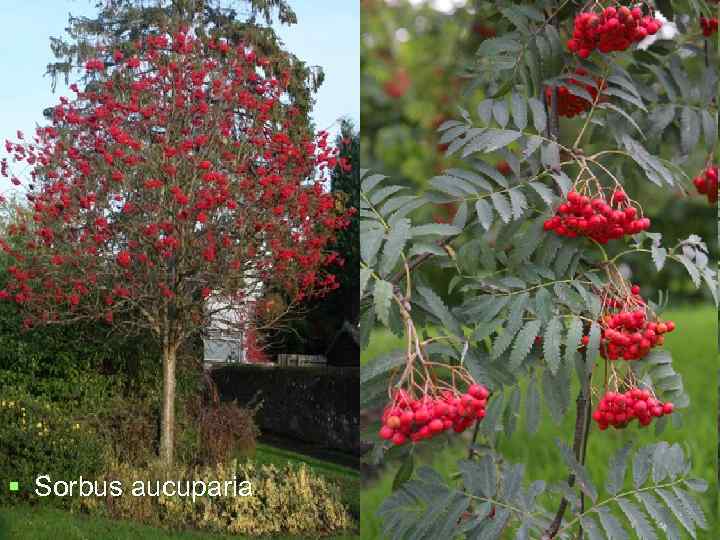 § Sorbus aucuparia 