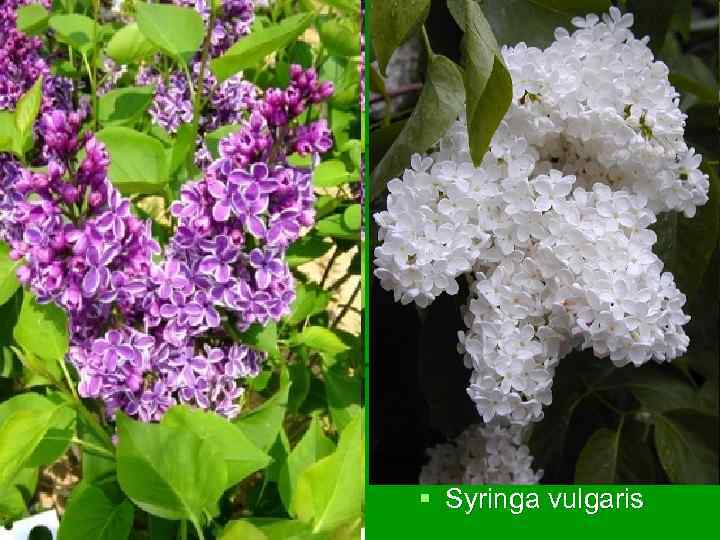 § Syringa vulgaris 