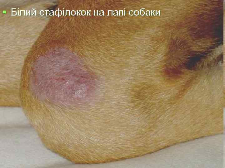 § Білий стафілокок на лапі собаки 