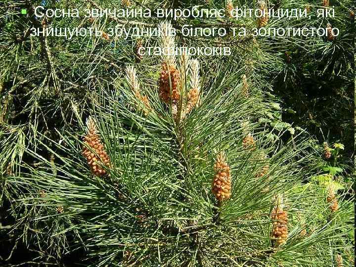 § Сосна звичайна виробляє фітонциди, які знищують збудників білого та золотистого   
