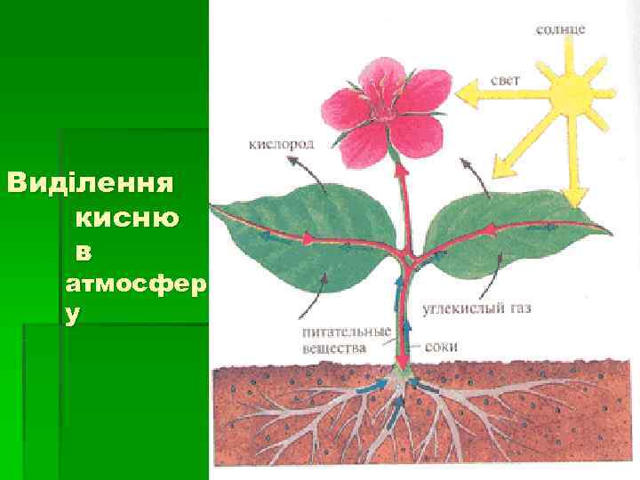Виділення кисню в  атмосфер  у 