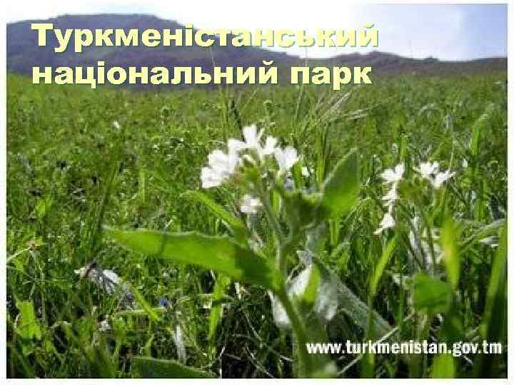 Туркменістанський національний парк Туркменістанський національний парк